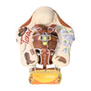 Mambobaby™ Texas | Air-Free Baby Float | 3-24 Months